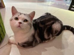 -众刺纹画·纹身·穿孔饰品·海娜定制