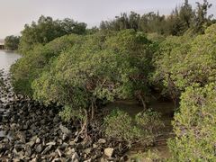 -宝安西湾红树林湿地公园