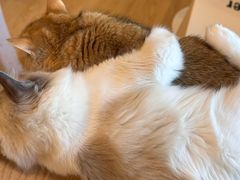 -有喵·猫咖·狗咖·30几只猫10只小狗(岗厦店)