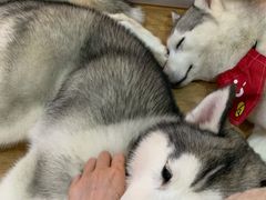 -Husky Go! 哈士奇体验馆·宠物咖啡厅狗咖