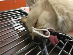 -瑞派福兴宠物医院犬猫全科·骨科·中西医结合(河东店)