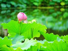 -陈家山荷花公园