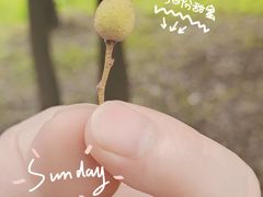 -上海共青森林公园