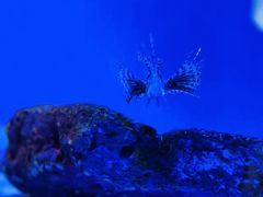 -上海海洋水族馆