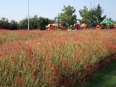 -羊亭河湿地公园