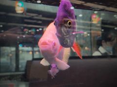 -新辉港式茶餐厅(北栅店)