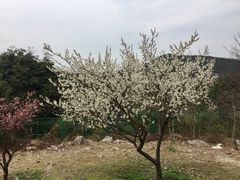 -香雪海