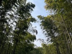 -蜀南竹海景区