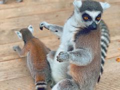 -北京野生动物园