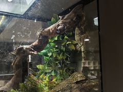 -酷以爬仙阁实体爬宠店·守宫·蜥蜴·专业繁育