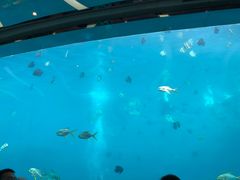 -瑞德姆美人鱼海底演艺主题餐厅(亚龙湾店)