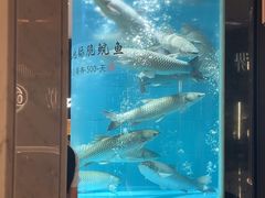 -谭厨中山传家菜.乳鸽.脆鲩鱼(华强北中航城店)