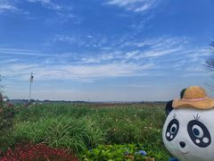 -空港花田景区