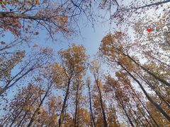 -羊亭河湿地公园