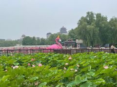 -莲花池公园