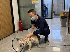 -北京派仕佳德动物医院·超导核磁·CT·神经科·骨科·内外科·急重症管理中心