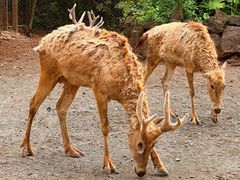 -海南热带野生动植物园