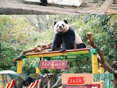 -广州长隆野生动物世界