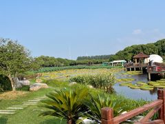 -荷塘月色湿地公园·向阳花洲
