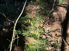 -广州白江湖森林公园