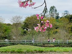 -天适樱花悠乐园