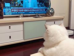-momokira米努特·德文卷毛猫·棉花面纱犬