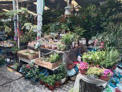 -曲阳花鸟市场(曲阳路店)