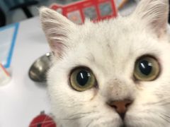 -lincat·猫舍(广州店)
