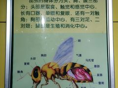 -上海昆虫博物馆