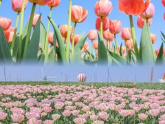 -荷兰花海
