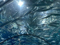 -上海海洋水族馆