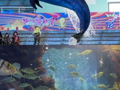 -西安曲江海洋极地公园