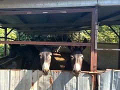 -元鼎宝驴香·全驴宴(江宁店)