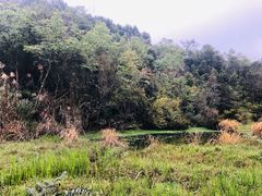 -普洱太阳河森林公园