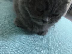 -鼓捣猫呢主题猫咖店