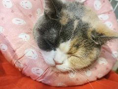 -纳吉亚猫专科动物医院博雅分院