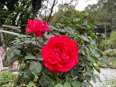 -深圳仙湖植物园