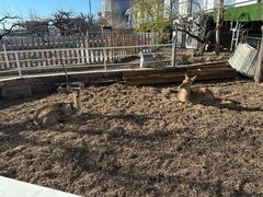 -丽泽山庄·生态怀柔菜·虹鳟鱼(红螺寺店)