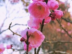 -梅花山(明孝陵内)