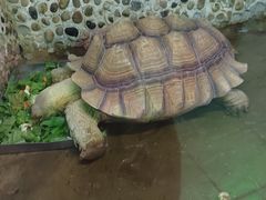 -上海大自然野生昆虫馆(东方明珠·爬宠昆虫探索中心)