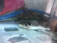 -长顺河豚馆(江洲东路)