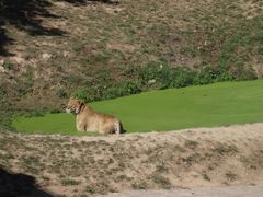 -西霞口神雕山野生动物世界