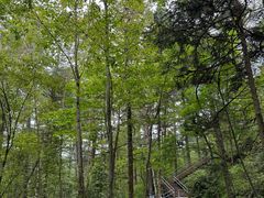 -五营国家森林公园