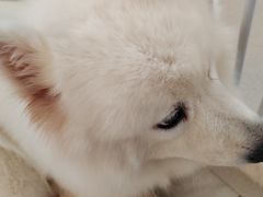 -共舞时光猫咖·狗咖(新街口店)