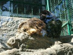 -泉州海丝野生动物世界