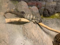 -上海大自然野生昆虫馆