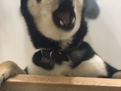 -柴迷FANS CLUB·柴犬狗咖·猫咖