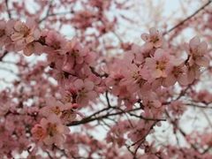 -桃花堤公园