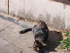 -1861意大利餐厅(来福士店)