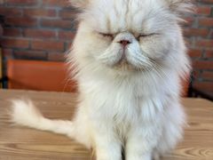 -豆逗聊愈猫阁Easy Life